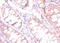 CDKN2A Interacting Protein N-Terminal Like antibody, A53293-100, Epigentek, Immunohistochemistry paraffin image 