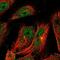 TRNA Splicing Endonuclease Subunit 2 antibody, PA5-55511, Invitrogen Antibodies, Immunofluorescence image 