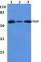 Phosphatidylinositol Glycan Anchor Biosynthesis Class W antibody, A12577, Boster Biological Technology, Western Blot image 