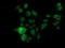 Kallikrein Related Peptidase 8 antibody, LS-C174717, Lifespan Biosciences, Immunofluorescence image 