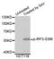 Interferon Regulatory Factor 3 antibody, abx125459, Abbexa, Western Blot image 