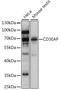 ASE-1 antibody, A05591-1, Boster Biological Technology, Western Blot image 