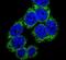 Delta Like Canonical Notch Ligand 3 antibody, PA5-26336, Invitrogen Antibodies, Immunofluorescence image 