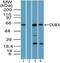 OTU Deubiquitinase 5 antibody, NBP2-24634, Novus Biologicals, Western Blot image 