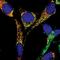 Apoptosis Inducing Factor Mitochondria Associated 1 antibody, PA5-17638, Invitrogen Antibodies, Immunofluorescence image 