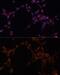 Aldehyde Dehydrogenase 6 Family Member A1 antibody, GTX64647, GeneTex, Immunocytochemistry image 