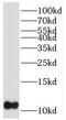 Parathymosin antibody, FNab06925, FineTest, Western Blot image 