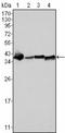 Nucleophosmin 1 antibody, LS-C171348, Lifespan Biosciences, Western Blot image 