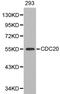 Cell Division Cycle 20 antibody, LS-C192493, Lifespan Biosciences, Western Blot image 