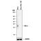Dickkopf WNT Signaling Pathway Inhibitor 1 antibody, AF1096, R&D Systems, Western Blot image 