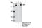 Anaphase Promoting Complex Subunit 1 antibody, 13329S, Cell Signaling Technology, Immunoprecipitation image 