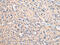 Vesicle Associated Membrane Protein 4 antibody, CSB-PA161202, Cusabio, Immunohistochemistry paraffin image 