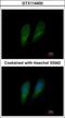 Fumarylacetoacetate Hydrolase antibody, GTX114400, GeneTex, Immunocytochemistry image 