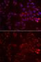 Glycine Amidinotransferase antibody, GTX33216, GeneTex, Immunofluorescence image 