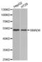 SMAD Family Member 6 antibody, abx000769, Abbexa, Western Blot image 