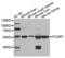 Fc Fragment Of IgG Receptor And Transporter antibody, LS-B15532, Lifespan Biosciences, Western Blot image 
