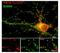 Synaptotagmin 1 antibody, NB300-235, Novus Biologicals, Immunohistochemistry frozen image 