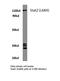 Signal Transducer And Activator Of Transcription 2 antibody, LS-C176217, Lifespan Biosciences, Western Blot image 