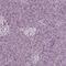 Cell Adhesion Molecule 2 antibody, PA5-52685, Invitrogen Antibodies, Immunohistochemistry frozen image 