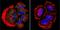 Presenilin 2 antibody, MA1-753, Invitrogen Antibodies, Immunofluorescence image 