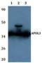 Apolipoprotein L3 antibody, A10182, Boster Biological Technology, Western Blot image 