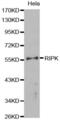 Receptor Interacting Serine/Threonine Kinase 3 antibody, abx000804, Abbexa, Western Blot image 