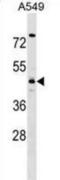 Tropomodulin 4 antibody, abx029657, Abbexa, Western Blot image 