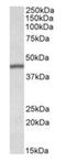 Transcription Factor B2, Mitochondrial antibody, orb22514, Biorbyt, Western Blot image 