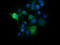 Kallikrein Related Peptidase 8 antibody, LS-C174715, Lifespan Biosciences, Immunofluorescence image 