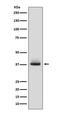 Glycophorin A (MNS Blood Group) antibody, M02184-1, Boster Biological Technology, Western Blot image 