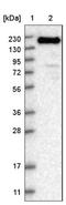 SR-Related CTD Associated Factor 4 antibody, NBP1-88004, Novus Biologicals, Western Blot image 