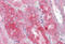 Proline Rich 5 antibody, MBS244906, MyBioSource, Immunohistochemistry frozen image 