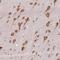 Hyaluronan Binding Protein 4 antibody, HPA055969, Atlas Antibodies, Immunohistochemistry frozen image 