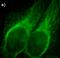 Alpha Fetoprotein antibody, 710486, Invitrogen Antibodies, Immunofluorescence image 