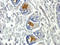 Adenylosuccinate Lyase antibody, orb77767, Biorbyt, Immunohistochemistry paraffin image 
