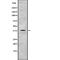 Ribonucleic Acid Export 1 antibody, abx218159, Abbexa, Western Blot image 