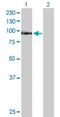 TATA-Box Binding Protein Associated Factor, RNA Polymerase I Subunit C antibody, H00009013-D01P, Novus Biologicals, Western Blot image 