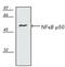 Nuclear Factor Kappa B Subunit 1 antibody, ADI-KAP-TF112-E, Enzo Life Sciences, Western Blot image 