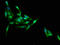 Junctophilin-1 antibody, LS-C674227, Lifespan Biosciences, Immunofluorescence image 
