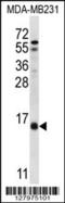 Histidine Triad Nucleotide Binding Protein 3 antibody, 56-851, ProSci, Western Blot image 