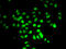 Regulatory Factor X5 antibody, LS-C346163, Lifespan Biosciences, Immunofluorescence image 