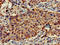 Family With Sequence Similarity 107 Member A antibody, LS-C395882, Lifespan Biosciences, Immunohistochemistry paraffin image 