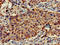 Protein FAM107A antibody, LS-C395882, Lifespan Biosciences, Immunohistochemistry paraffin image 