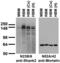 SH3 And Multiple Ankyrin Repeat Domains 2 antibody, 75-088, Antibodies Incorporated, Western Blot image 