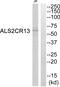 Family With Sequence Similarity 117 Member B antibody, PA5-39023, Invitrogen Antibodies, Western Blot image 