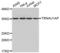 TRNA Selenocysteine 1 Associated Protein 1 antibody, abx004596, Abbexa, Western Blot image 