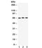 Lamin B1 antibody, R32004, NSJ Bioreagents, Western Blot image 