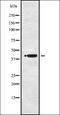 Purinergic Receptor P2Y1 antibody, orb336443, Biorbyt, Western Blot image 