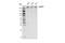 Negative regulator of transcription subunit 1 homolog antibody, 30289S, Cell Signaling Technology, Western Blot image 