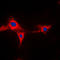 Cytochrome P450 Family 2 Subfamily A Member 13 antibody, LS-C352076, Lifespan Biosciences, Immunofluorescence image 